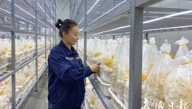 天祝瑞珍菌业食用菌产业园：年产鲜菇3000多吨