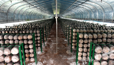 重慶石柱縣：這個(gè)食用菌基地建成投產(chǎn)→