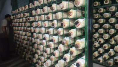 重慶：食用菌智慧化車間展現(xiàn)科技力量