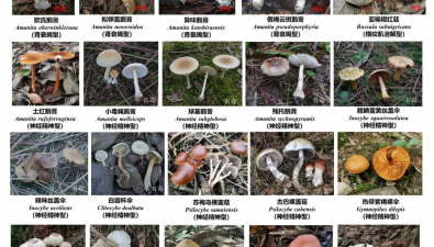 湖南首次發(fā)布野生蘑菇中毒診療規(guī)范