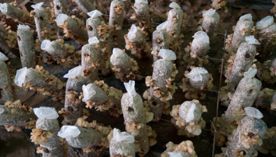 河南靈寶：羊肚耳進入豐產期