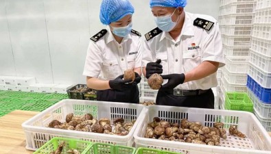 云南玉溪：食用菌出口量同比增长28.9%