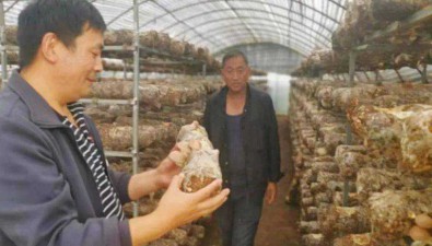 云南玉龙县：供销社调研食用菌产业发展情况