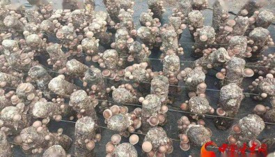 鑫盛源合作社：40多畝食用菌種植基地，建出菇大棚43個