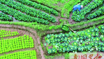保持4%的增长率！广西南宁蔬菜面积和产量居全区第一
