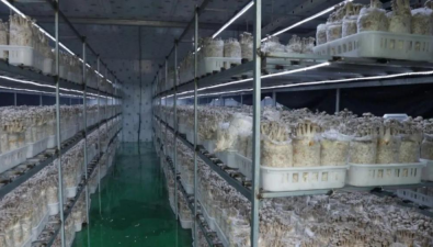 重庆黔江区：鹿茸菇首次实现工厂化生产