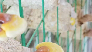 湖北武漢：突破季節限制 高經濟價值菌菇實現全年常態化生產