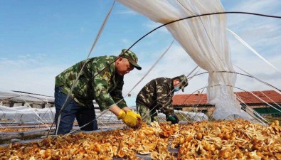 阿里河森工：改造食用菌生产线，年生产能力可达300万袋