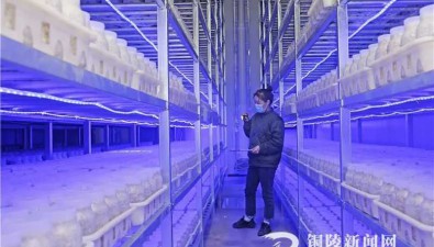 安徽铜陵：工厂化育菇，8月底可供应市场