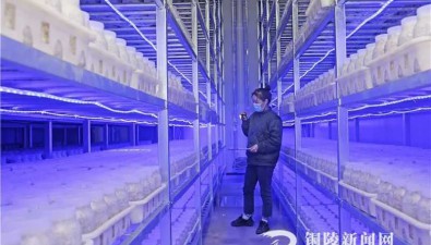 安徽銅陵：工廠化育菇，8月底可供應(yīng)市場