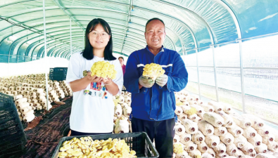 青海海东：“钱”景大好，菇农种榆黄菇走上致富路