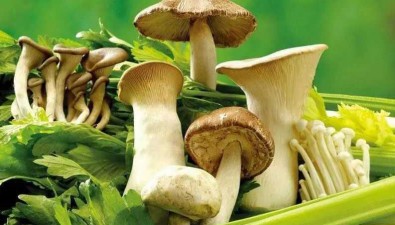 鮮食食用菌貯藏保鮮操作規(guī)程