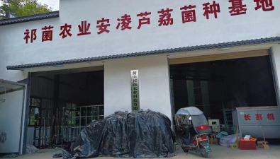 “徽菇”振興新引擎！首張食用菌菌種生產經營許可證發出