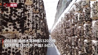 山西中陽縣：木耳種植達5320萬棒，產值1.6億元