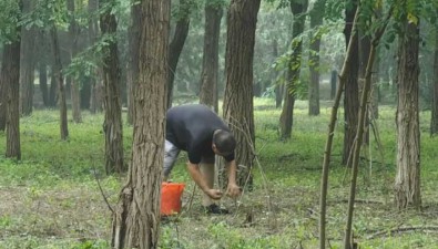 北京顺义居民雨后扎堆捡蘑菇