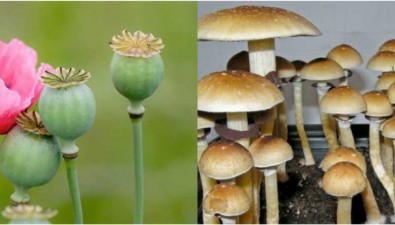 泰国内阁批准种植研究罂粟及迷幻蘑菇