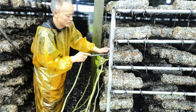 河南盧氏縣：專業注水隊為菌棒注水拓寬增收渠道