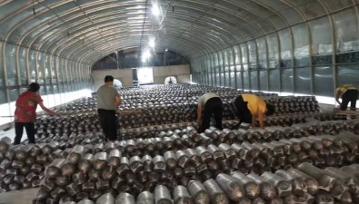 河南尉氏：“合作社+農(nóng)戶+市場(chǎng)”種食用菌，形成全產(chǎn)業(yè)鏈格局