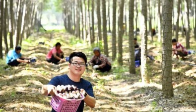 聂阳：大山里的“蘑菇匠”