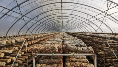 山西交口：食用菌产业成为推进乡村振兴的希望产业