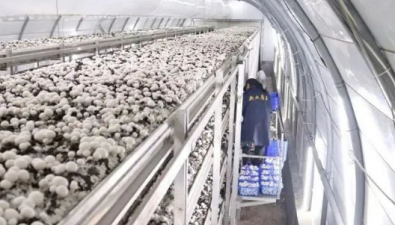 浙江温岭：引进爱尔兰新型食用菌大棚生态种植技术 提效省成本