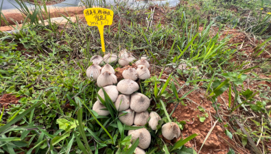 云南南華：人工雞樅菌實現(xiàn)大量出菇