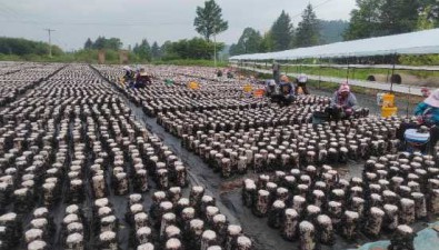 黑龍江伊春：開展食用菌行業發展情況專題調研
