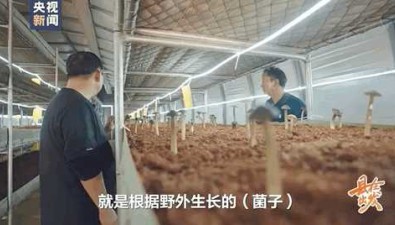 云南易门：仿生种植野生菌，一年四季可上市