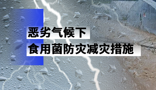 惡劣氣候下食用菌防災減災措施