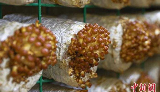 江西赣州：小菌菇激发乡村振兴大“蘑”力