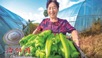 河南嵩县：“羊肚菌+蔬菜”，提高经济效益