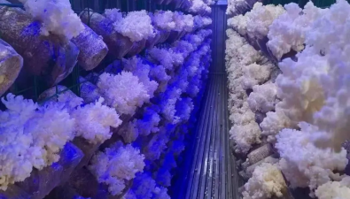 青海乌兰县：珊瑚状猴头菇喜迎丰收季