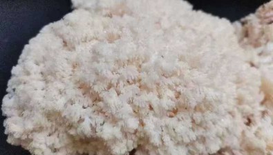 青海乌兰县：寒地珊瑚状猴头菇成功孵化落户高原