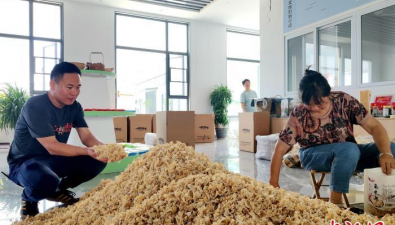 陜西勉縣：鐵路幫扶，食用菌大棚創收35萬多元