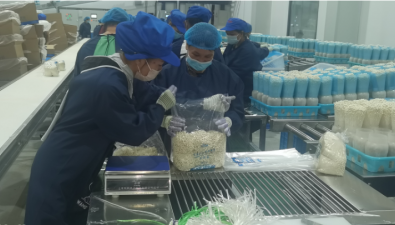 广西大型食用菌工厂收获第一批鲜菇