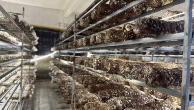 廣東乳源：洛陽鎮盤活撂荒地，拓寬增收渠道