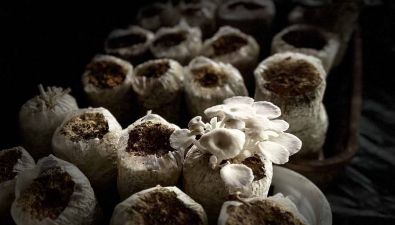 綠手指農業：“菌糧復種、菌菜輪種”，可實現全年生產