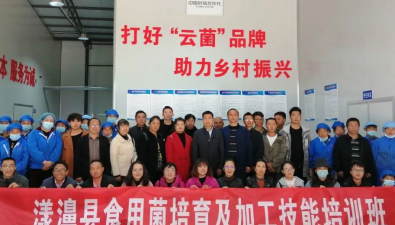 云南漾濞：食用菌基地230多畝，開啟綠色發展新模式