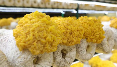 吉林磐石市：一年培育三期，15萬棒金耳，年產值近600萬元