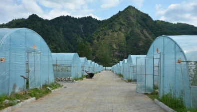 甘肃天水：食用菌市级产业园区实施标准化基地提质增效项目