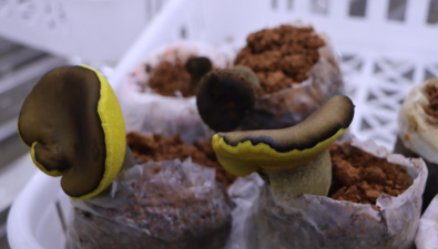 貴州興義：不斷升級創新技術 培育食用菌優良新品種