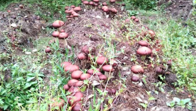 云南漾濞县：核桃林下仿野生菌种植，农户鼓了腰包