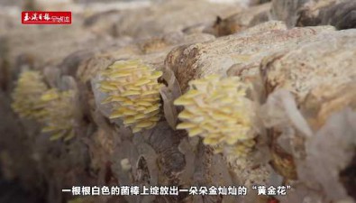 云南华宁：食用菌多元化种植助农增收