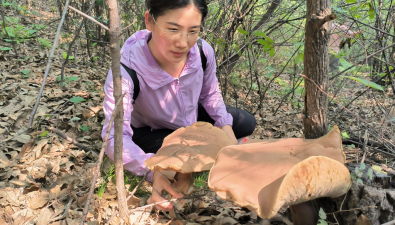 首次发现！太行山区发现大型野生牛肝菌群