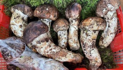 云南迪慶：保育促繁，松茸自然增產量提升超過20%
