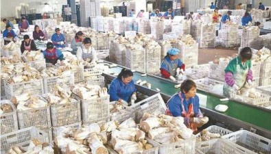 江苏灌南县：年产食用菌鲜食产品60万吨