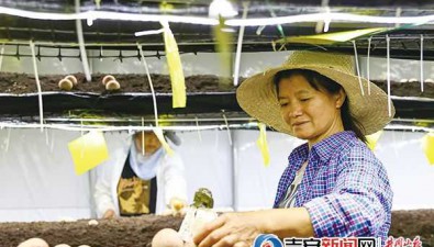 井冈红托竹荪示范基地：温控大棚，四季有鲜“菌”可食