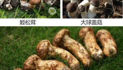 如何區分松茸、姬松茸、赤松茸