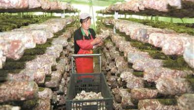 贵州省赫章县：香菇丰产，形成一定产业规模