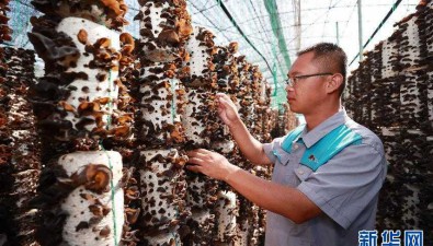 山西中陽：技術賦能，小木耳撬動大產業